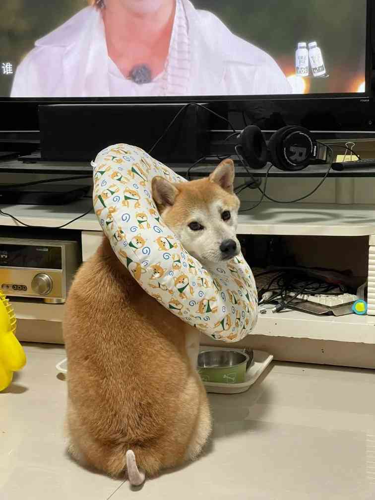 狗狗转圈咬尾巴别当玩耍：尾巴溃烂成因、用药护理、佩戴头套与环境管理及持续治疗建议