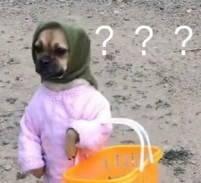 狗狗驱虫后还总挠痒？3个常见原因与应对方法