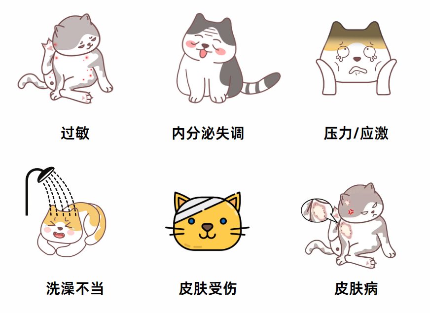 猫掉了一块毛是怎么回事?