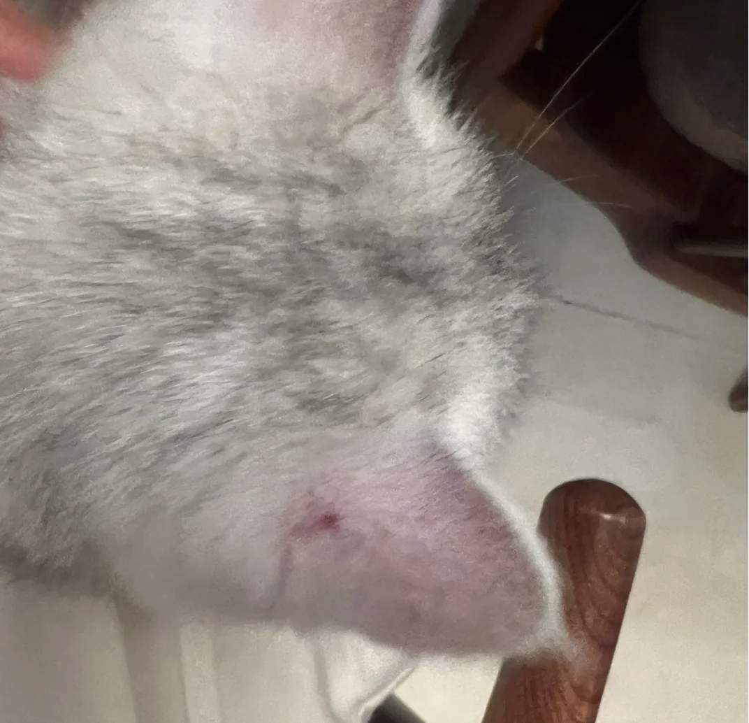 小猫耳朵猫癣居家治疗：盐酸特比萘芬喷剂联合佩戴伊丽莎白圈与消毒隔离，20天基本痊愈