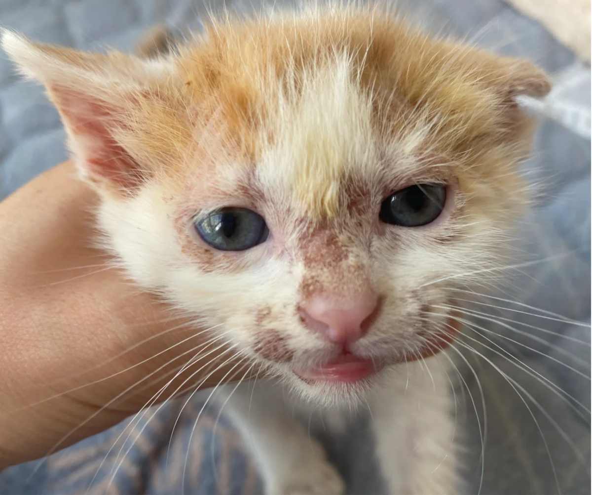 幼猫奶癣常见且多自愈：成因、诊断与护理，环境管理与用药建议及低传染风险与3月龄口服禁忌