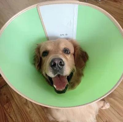 狗狗皮肤病痒得难受?实用止痒秘籍