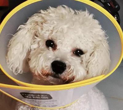 狗狗爪子真菌感染怎么办?