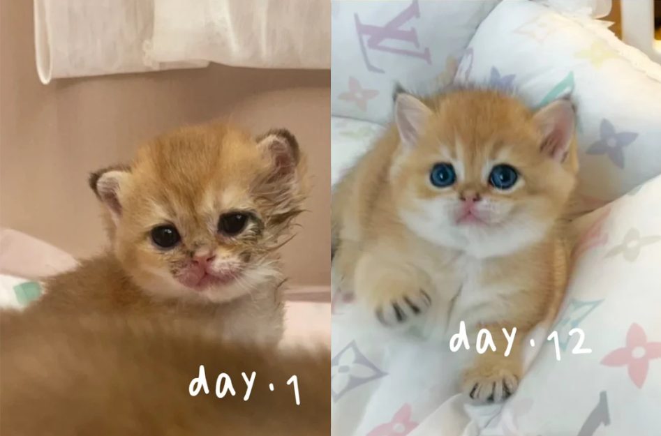 小猫感染猫癣怎么治疗?