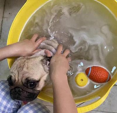 狗狗长癣不再愁!一文教你选对药