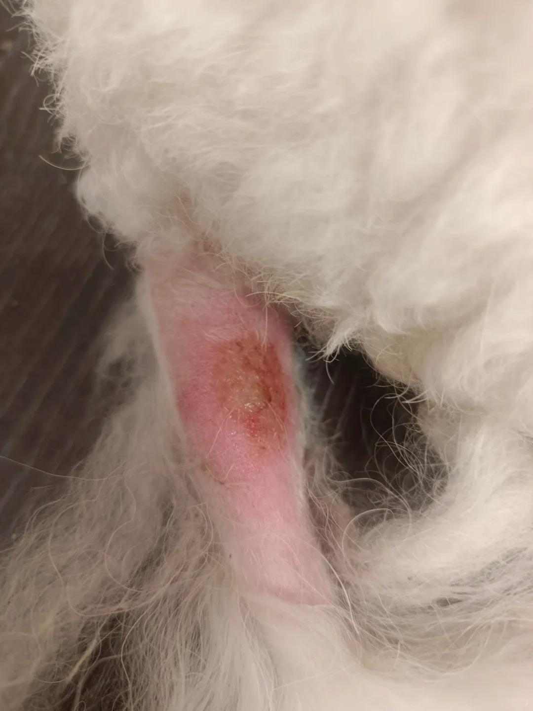 狗狗尾巴溃烂;图源:xhs@我的小狗叫白宝宝