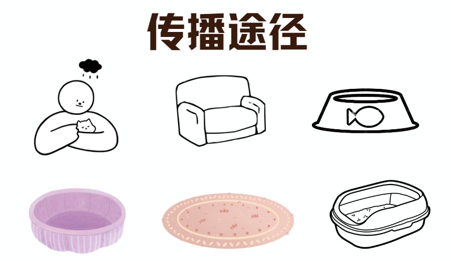 猫咪皮肤病会不会传染给人?