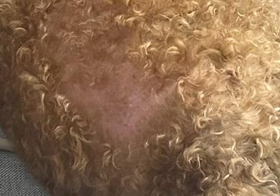 狗狗局部脱毛到底正不正常?怎么判断?