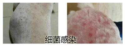 一文看懂:狗狗皮肤病必备良药清单