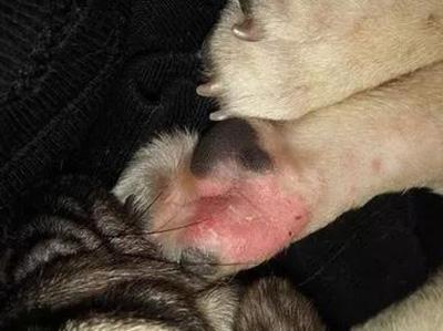 狗狗爪子真菌感染怎么治：清洁消毒、用药与防复发要点