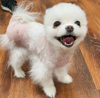 狗狗局部脱毛正常吗？从部位症状判断原因与处理