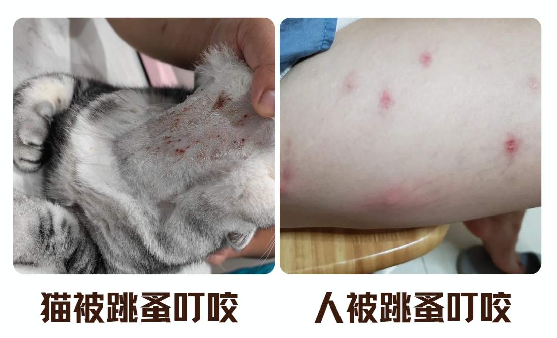 猫咪皮肤病有哪些?