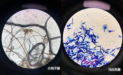狗狗身上长红疙瘩怎么办？病因解析、对症治疗、就医时机与环境消毒及护理要点与预防措施