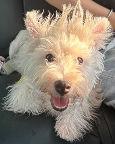 狗狗爪子真菌感染怎么办?