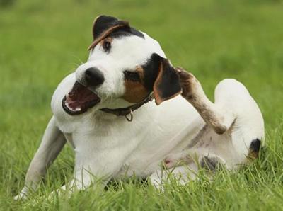 狗狗皮肤病痒得难受?实用止痒秘籍