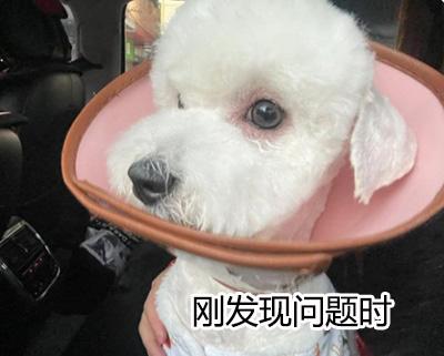 狗狗眼睛发红掉毛怎么办？找准病因对症治疗，科学护理与饮食调整，远离感染与延误风险