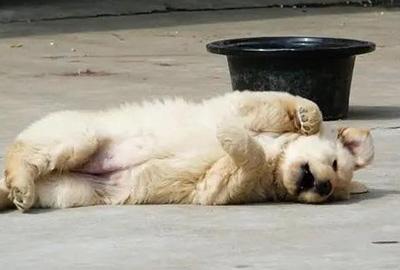 狗狗身上发红发痒掉毛,到底应该怎么处理?