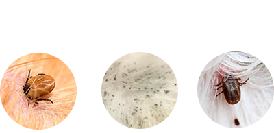 狗狗身上长红疙瘩是什么原因造成的?