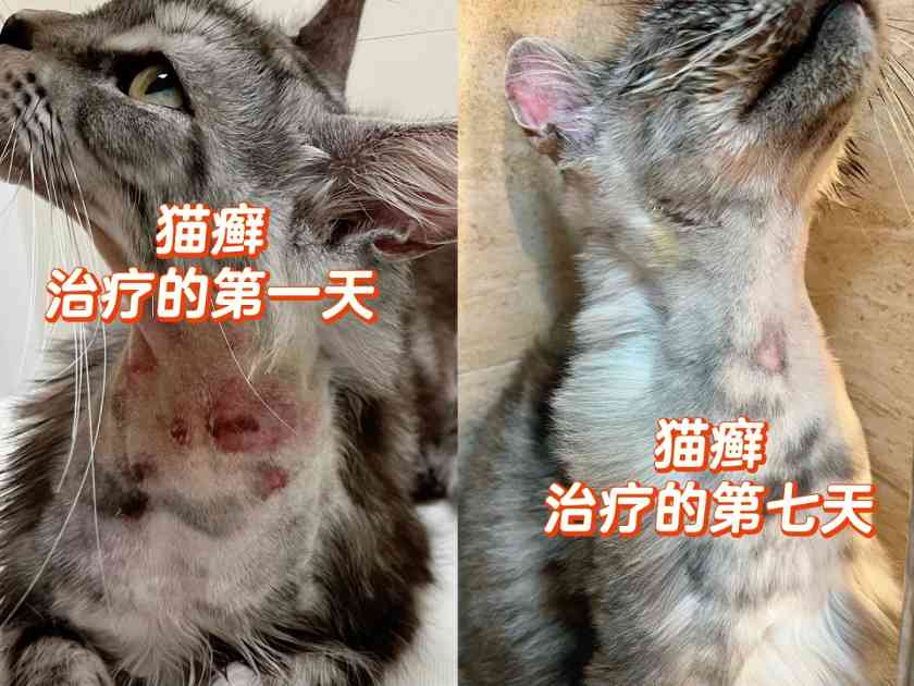猫的猫癣溃烂怎么治?