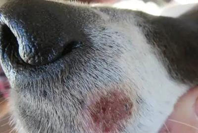 当心!狗狗嘴周红痒可能是这些疾病的信号