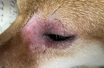 狗狗脸部溃烂原因盘点：外伤感染、皮肤病、免疫与遗传、营养环境，科学处理与就医指导