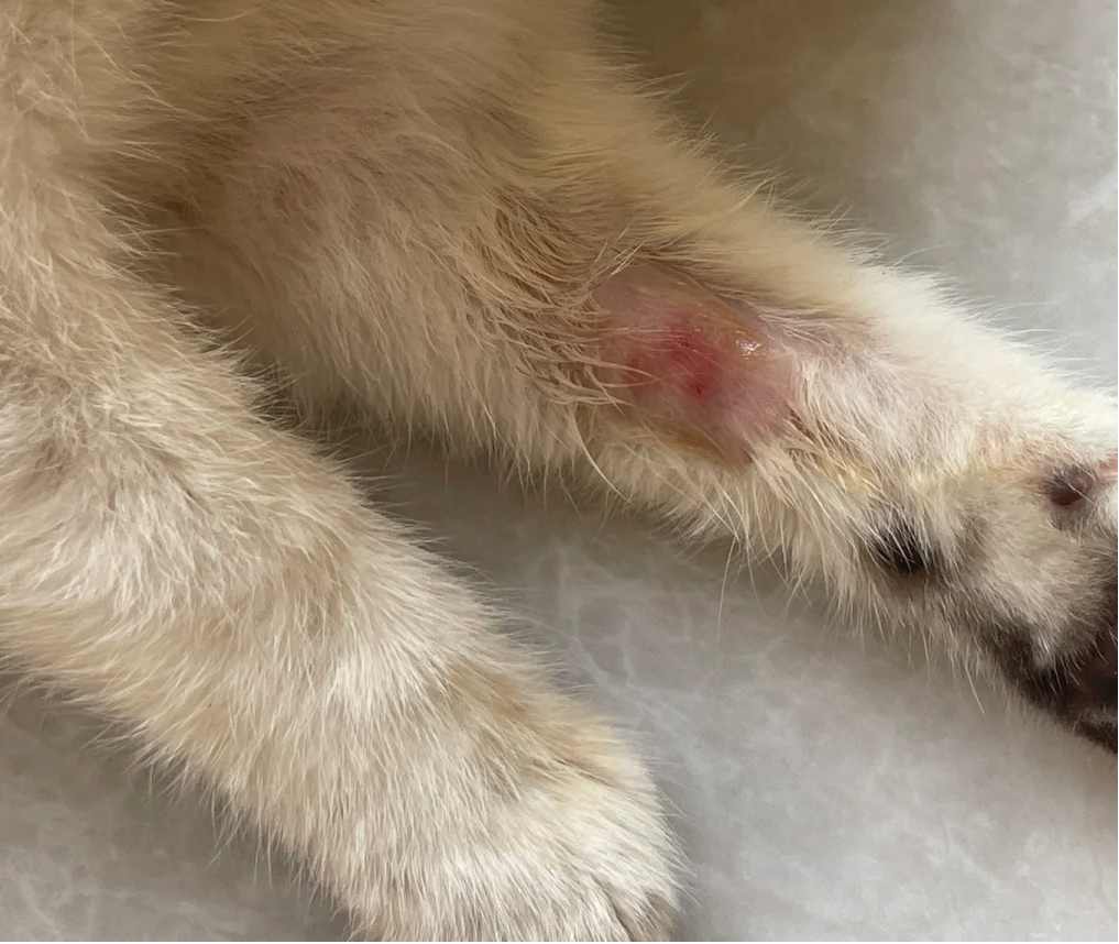 猫的猫癣溃烂了