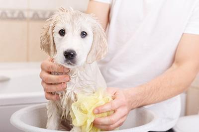 愚昧!竟用白醋治疗狗狗皮肤病?