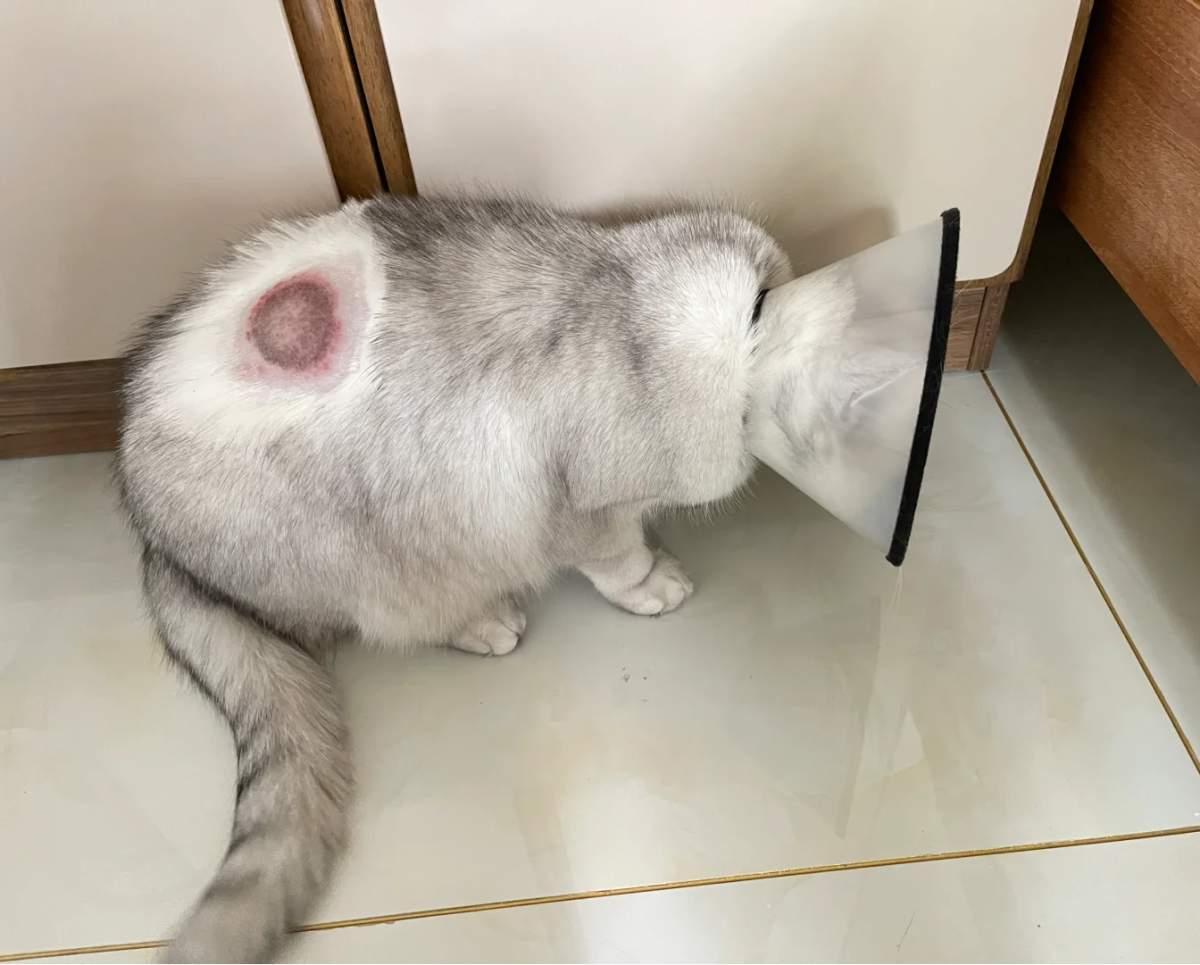 猫癣用什么药管用?