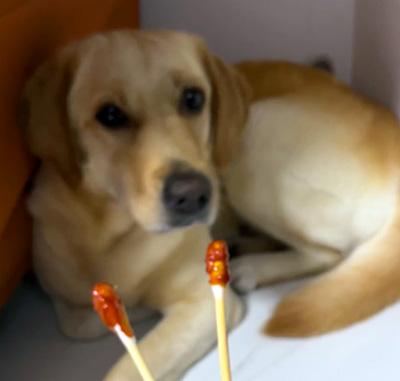 狗狗皮肤病用什么药膏比较好?