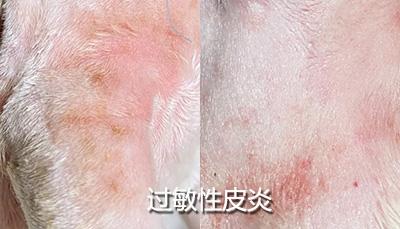 一文看懂:狗狗皮肤病必备良药清单