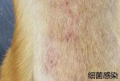 狗狗皮肤病用什么药膏比较好?