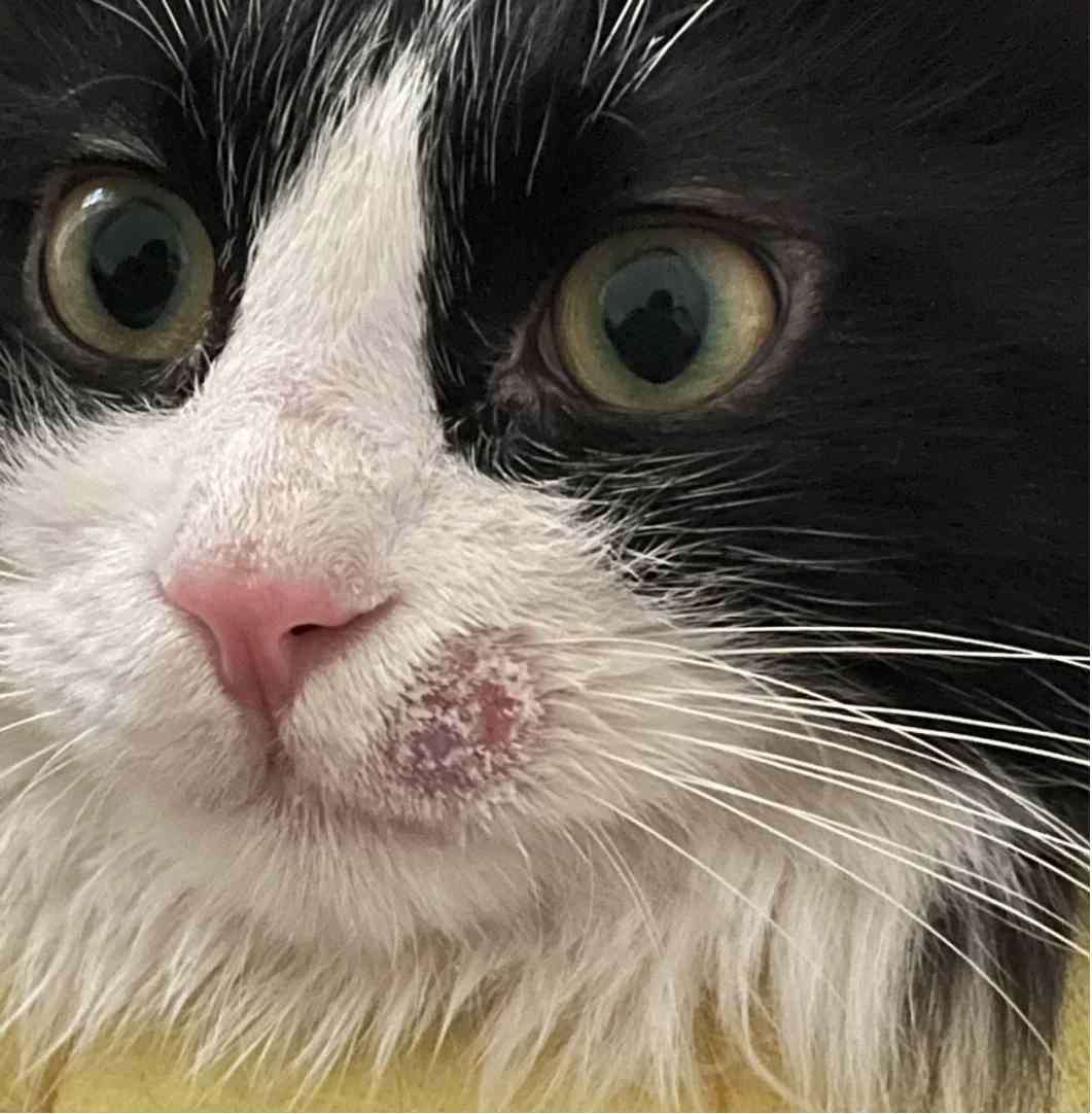 哺乳期母猫得了猫癣怎么办?