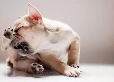 狗狗皮肤病痒得难受?实用止痒秘籍