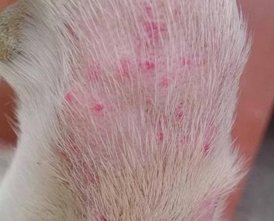 狗狗身上长小红点怎么办？常见原因与用药建议