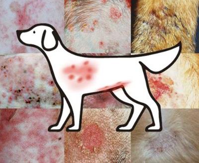 狗狗身上发红发痒掉毛,到底应该怎么处理?