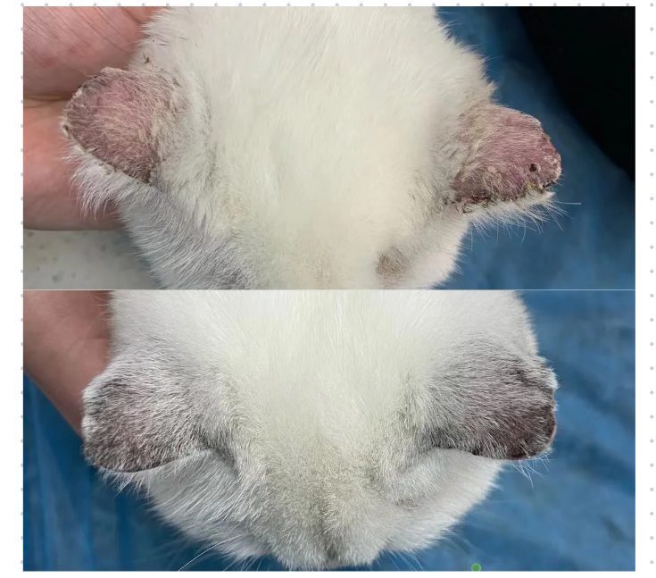 小猫耳朵掉毛是猫癣怎么办?