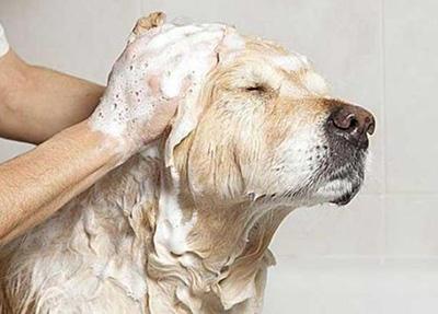 小狗身上有皮肤病还给小狗洗澡?你真的做对了吗?