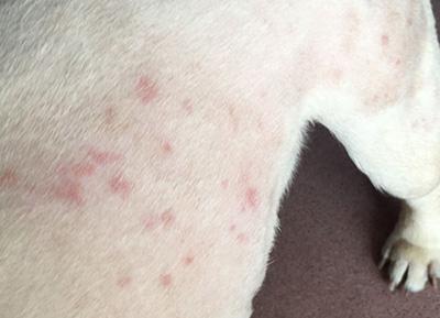 狗狗身上痒有小红点?急需消除病因