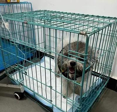 狗狗皮炎用红霉素软膏可以吗?