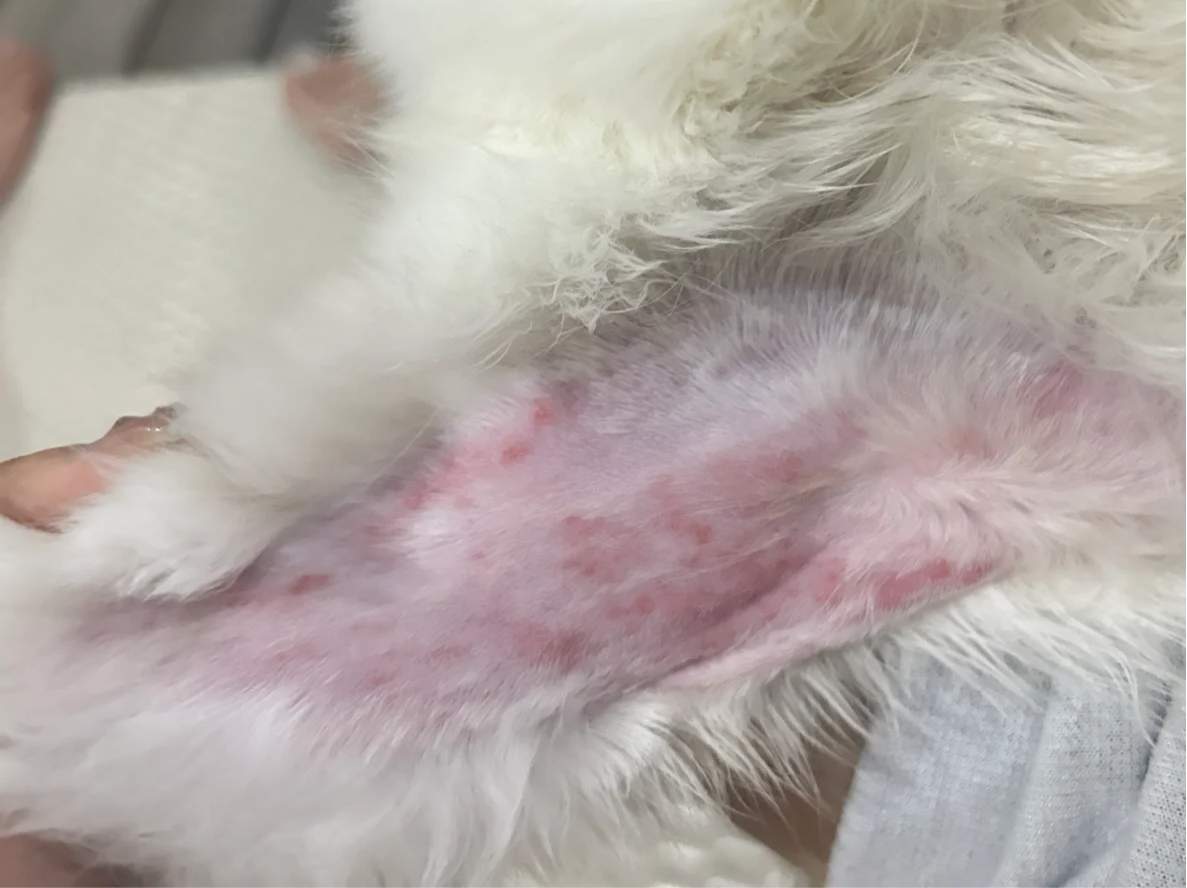 猫咪湿疹别当猫癣治：急慢性症状成因、止痒消炎脱敏分级用药与环境营养护理科学全攻略