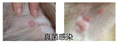 狗狗皮肤病类型与用药全指南：真菌、细菌、螨虫及过敏症状判别与治疗要点，家庭护理与就医时机