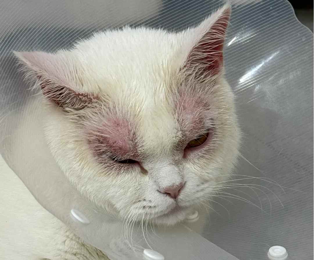 猫咪眼皮红肿掉毛甩头？区分猫癣与过敏性皮炎：伍德氏灯检查、停新粮、戴伊丽莎白圈与家庭用药护理