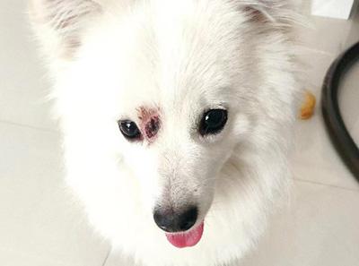 狗狗脸部溃烂,可能不仅是皮肤病那么简单!