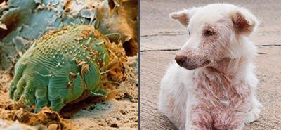 狗狗身上有螨虫会引发哪些皮肤病?