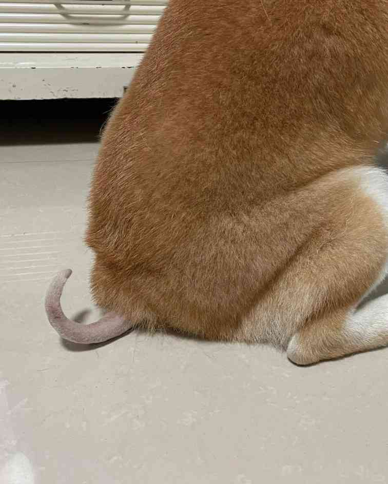 狗狗尾巴溃烂;图源:xhs@柴犬油茶