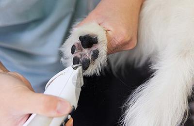 狗狗爪子真菌感染怎么办?