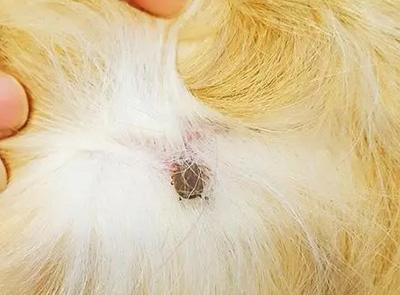 狗狗皮肤瘙痒怎么止痒？寄生虫、真菌、细菌与过敏的识别及用药建议以及护理注意事项全面指南