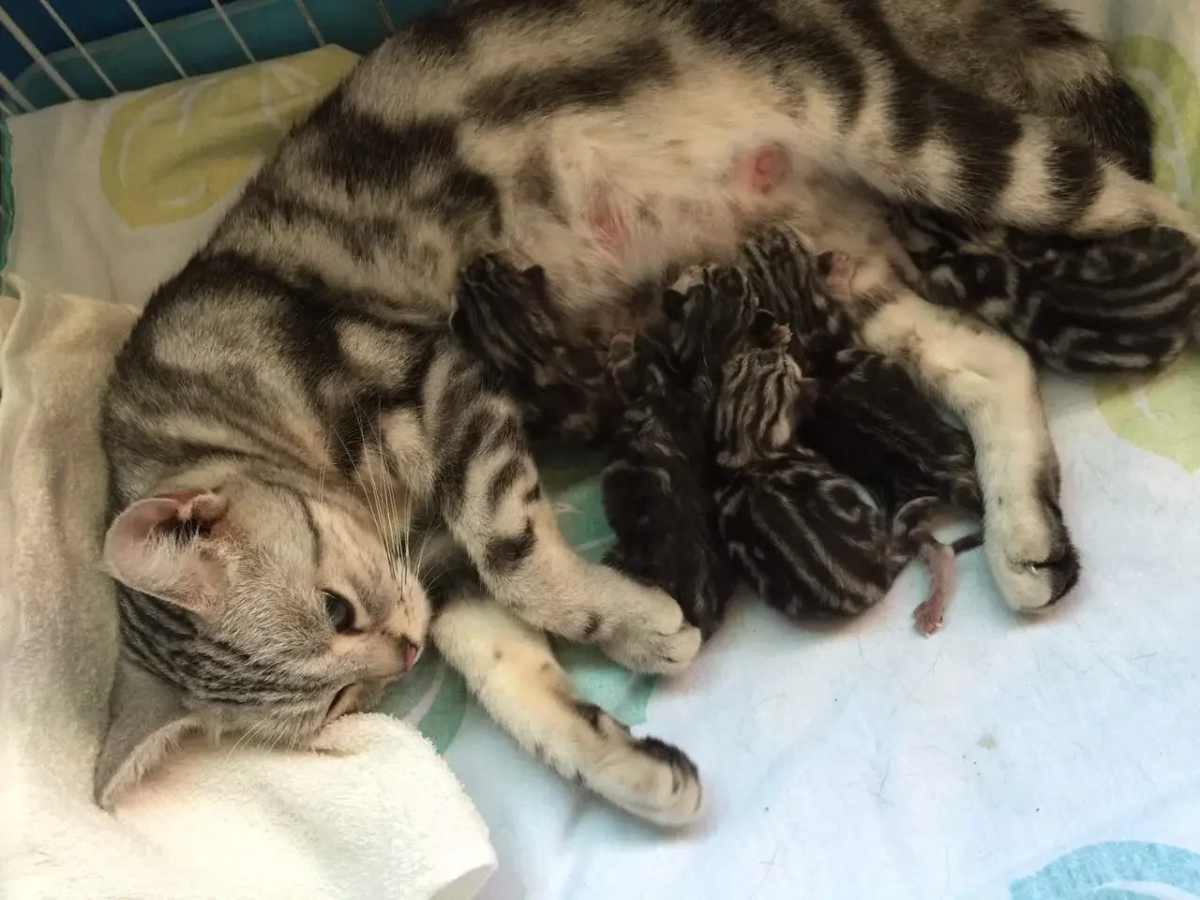 哺乳期母猫感染猫癣如何安全处理：科学隔离、环境清洁、营养补充与低风险用药指南全流程