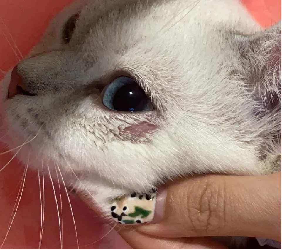 猫眼下方毛秃是猫癣吗？症状判断与处理要点
