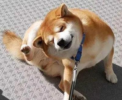 爱宠必备:快速缓解狗狗瘙痒的神奇药物